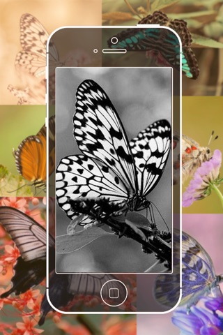 My Butterflies - Info + Pictures screenshot 4