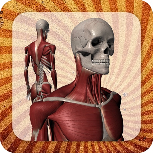 Anatomy Muscle and Bone: Visual Game & Dictionary