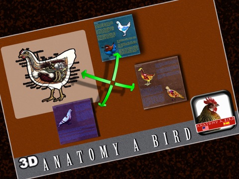 Anatomy a Bird screenshot 3