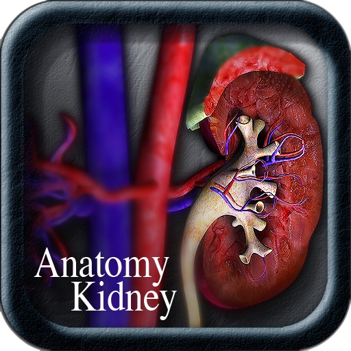 Anatomy Kidney icon