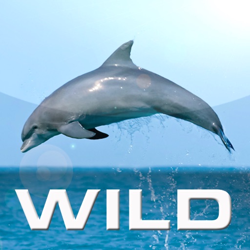 Wild Dolphins icon