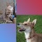 Learn about veterinary anatomy