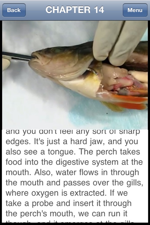 Fish Dissection screenshot-4