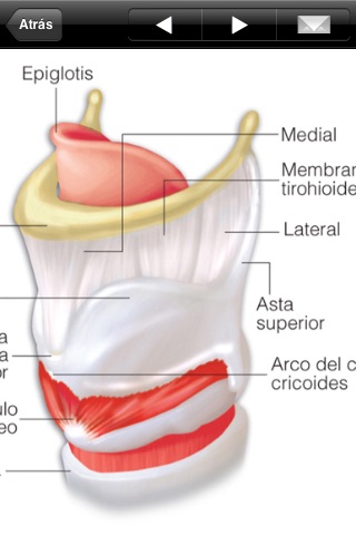 Miniatlas Anatomy screenshot 4