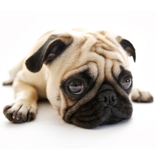 Pugs - Toy Dog Series icon