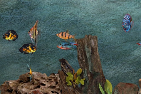 Tropical Aquarium screenshot 4