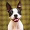 Boston Terrier Memory Game!