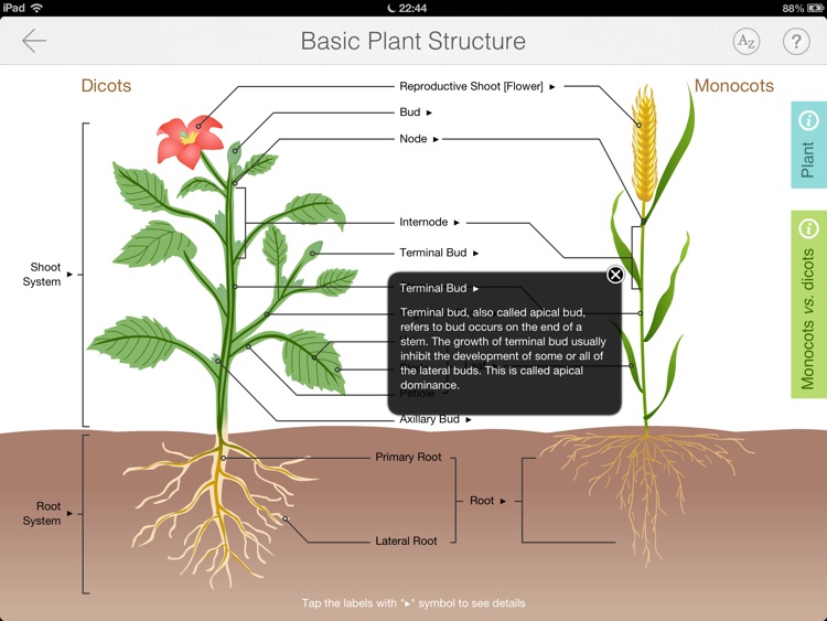Focus on Plant