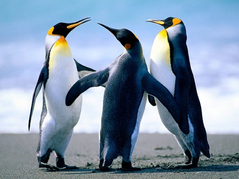 Cute Penguin Jigsaw Puzzle - Free screenshot 3