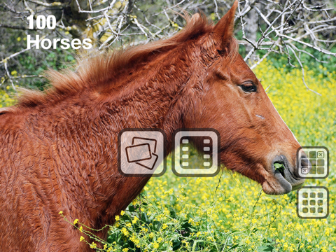 Скриншот из 100 Things: Horses – Video & Picture Book for Toddlers