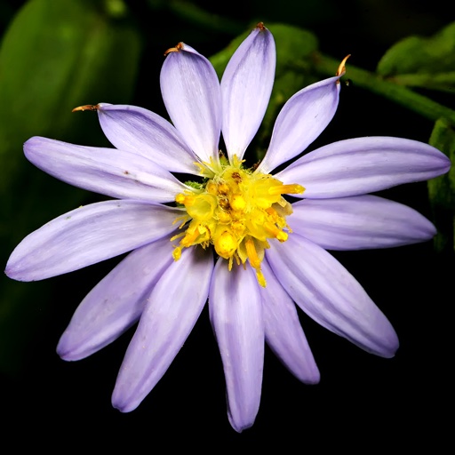 Wildflowers of Shenandoah National Park