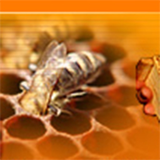 Beekeeping - Learn How to Keep Bees Successfully