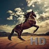 Horse Collection HD