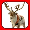 A Reindeer Cam HD for iPad