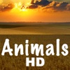 Free : Ringtones HD Animals