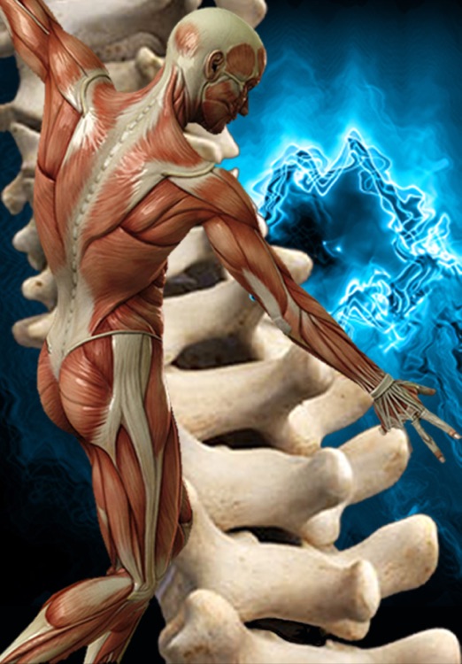 3D Anatomy Muscle and Bone