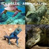 Reptile Magazine