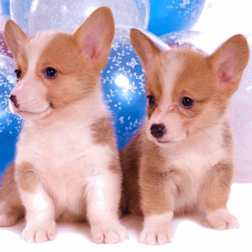 Welsh Corgi Wallpaper HD icon