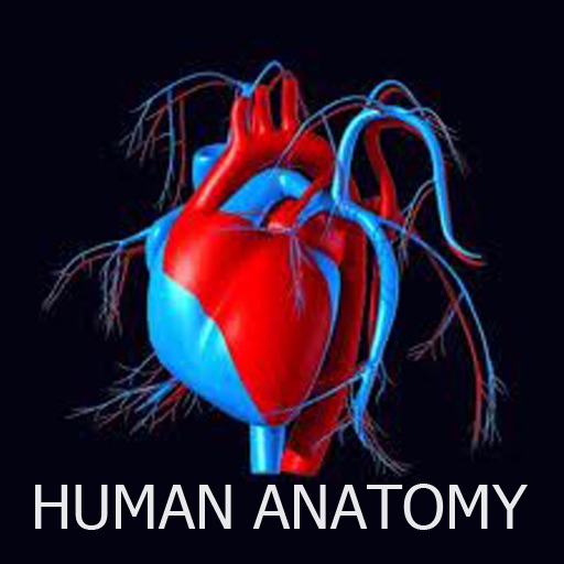 Human Anatomy App