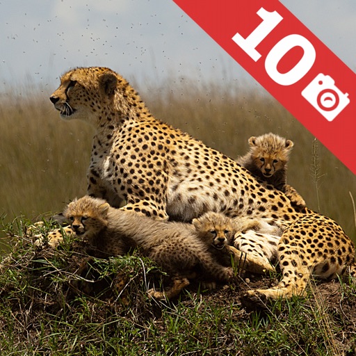 Africa : Top 10 Tourist Attractions - Travel Guide of Best Things to See