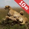 Visit Africa