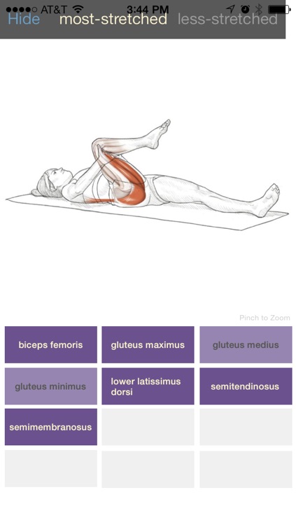 Stretching Anatomy