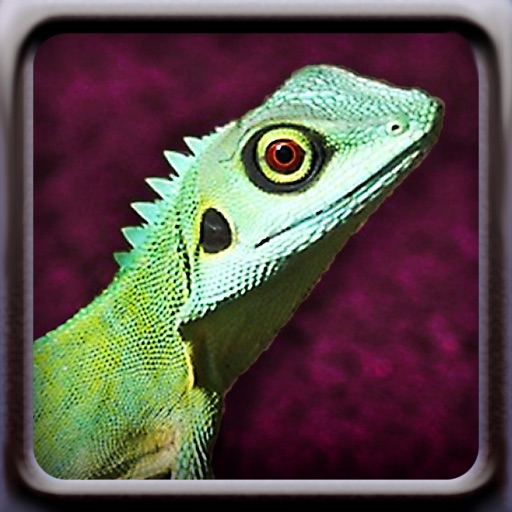 Lizards iOS App