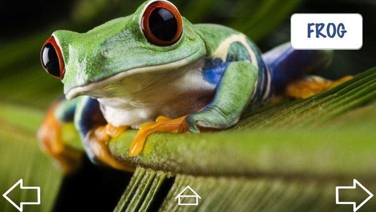 Let's Hear the Animals! (Animal Sounds) HD screenshot-3