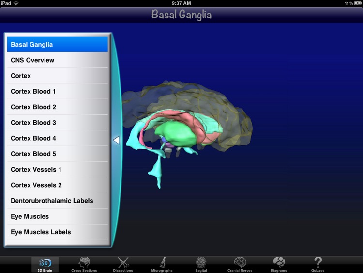 Anatomy Of The Brain 2D/3D