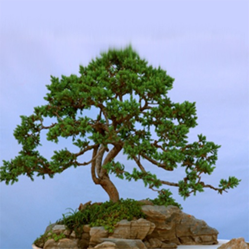 Bonsai Tree - The Art of Growing Bonsai Trees