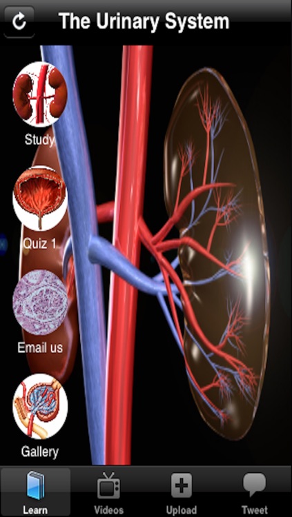 The Urinary System