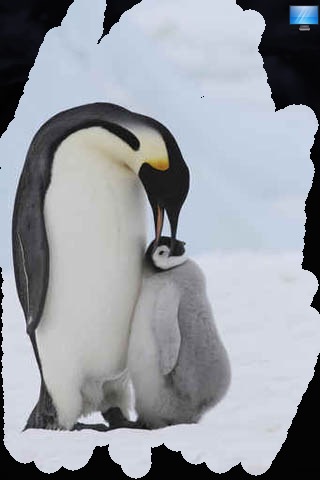 Cute Penguin Pictures screenshot 4