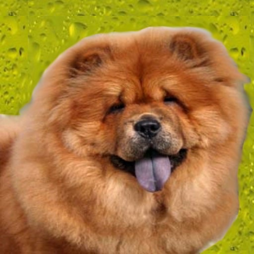 Chow Chows Revealed - All About Chow Chows icon