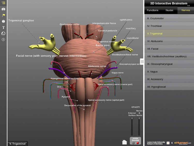 Interactive 3D Brainstem