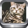 Cat Breeds Photo Catalog