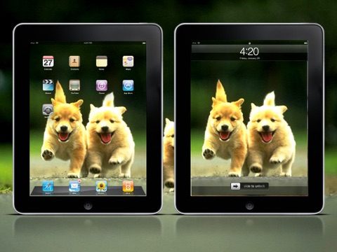 Cool Dog Wallpapers HD Lite screenshot 4