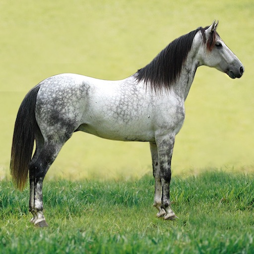 Horse Breeds