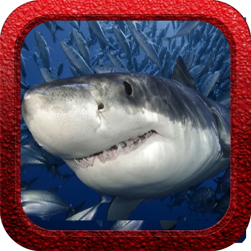 Shark Rush icon