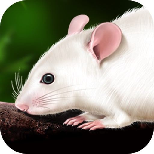 Rat Dissection