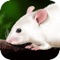 Punflay introduces another dissection app - Rat Dissection for the iPad