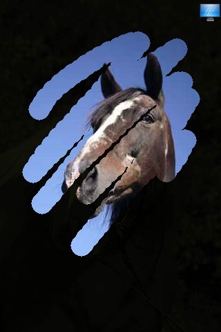 Lovely Horses