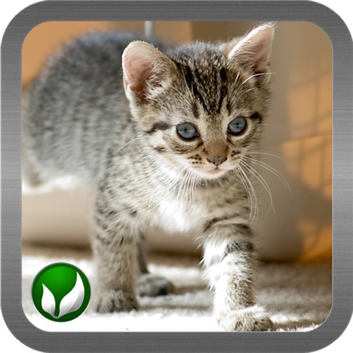Cat ■ mini-games iOS App