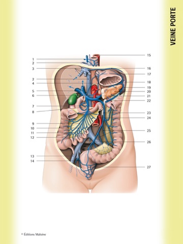 kamina anatomie