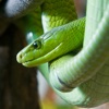 10 Most Amazing Snakes