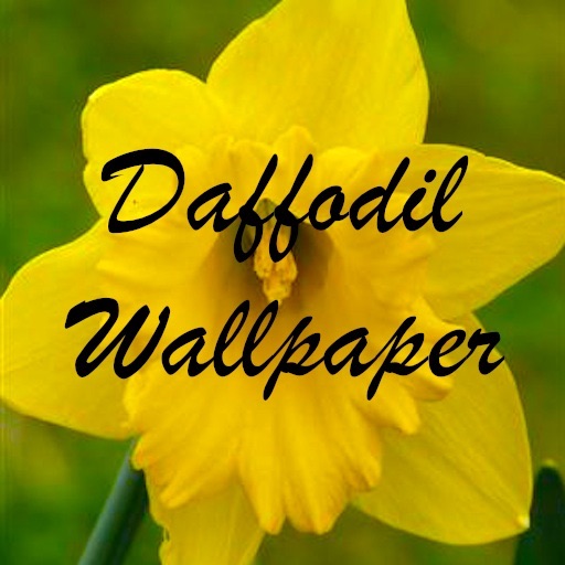 daffodil wallpaper by woody s apps daffodil wallpaper by woody s apps