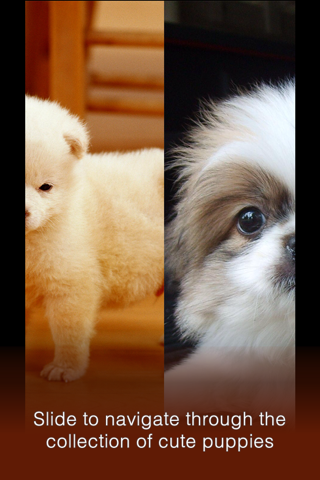 Wallfive HD Wallpapers - Cute Puppies screenshot 3