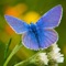 A comprehensive field guide covering 85 butterfly species that are found in Britain, Ireland and mainland Europe
