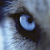 Dog's Eye