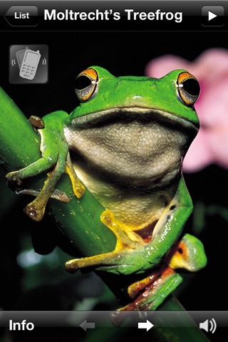 蛙蛙叫 Lite screenshot 3
