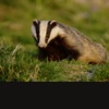 Badger Sounds